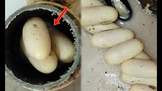 Vợ cắt đôi ống thoát nước phát hiện 9 quả trứng kì lạ liền bỏ vào nồi luộc, chồng vừa về Vứt nó ngay