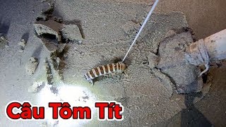 Lâm Vlog - Câu Tôm Tít Tại Biển Vũng Tàu | Catch Mantis Shrimp