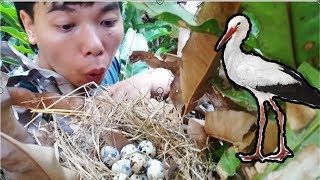 Bắt Tổ chim Lạ Trong Rừng | catching strange birds in the forest