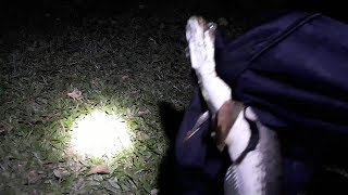 Fish trap - Cắm câu đêm ở suối được cá lóc khủng