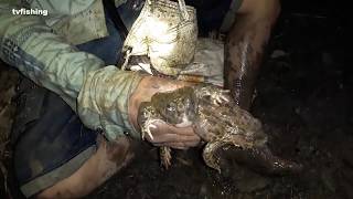 Amazing catch frogs at night. Frogs pair | tvfishing