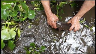 Amazingly, the fish under the water hyacinth are too much | tvfishing