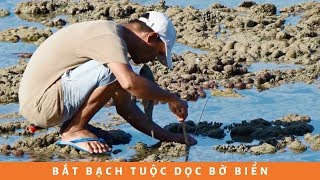 Cách bắt bạch tuộc dọc bờ biển bá đạo không tưởng | Amazing Way Catching Octopus!!!