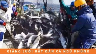 Giăng lưới bắt đàn cá ngừ khủng trị giá hàng tỷ đồng | Nets CAUGHT lot of Giant Tuna