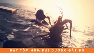Bắt tôm hùm đại dương California đắt đỏ nhất thế giới | Amazing Dive catch lot of Lobsters