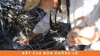 Bắt cua bùn khổng lồ ở rừng ngập mặn rồi nướng ăn ngay | Catch giant Mud Crabs in the Mangove