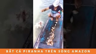 Bắt loài cá Piranha hung tợn trên sông Amazon RẤT BÁ ĐẠO | How to catch Piranha fish on Amazon River