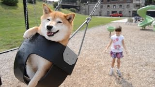 7-year-old girl takes her Shiba Inu to the playground