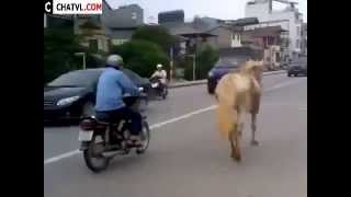 Ngựa xuống phố đi dạo ở Hà Nội