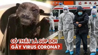 Món súp dơi kinh dị có phải nguyên nhân gây virus Corona ở Vũ Hán?