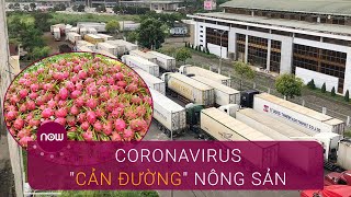 Coronavirus "cản đường" nông sản ở cửa khẩu, tiểu thương "chết đứng" | VTC Now