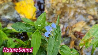 RELAXING RAIN-FOREST RIVER SOUND • 2 Hours • 4K • Nature Sound
