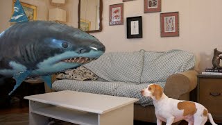 Dog vs. Shark: Cute Dog Maymo