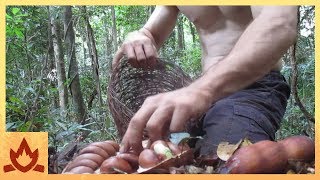 Making poisonous Black bean safe to eat (Moreton Bay Chestnut)