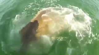 Video cá mú khổng lồ nuốt cá mập