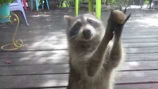 Rocksy the Raccoon knocks at the door for food!  LOL
