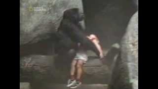 Dangerous Monkey catch a child at zoo