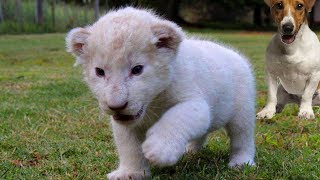New Born White Lion Cub and Dogs Best Friends
